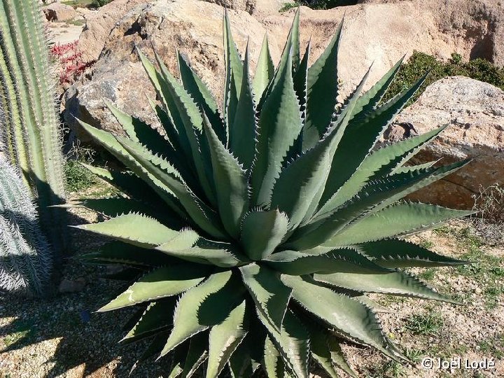 Agave avellanidens S. Fco. de la Sierra, BC, Mexico JLcoll.125